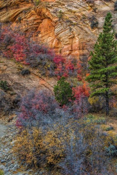 USA, Utah, Zion NP Autumn scenic